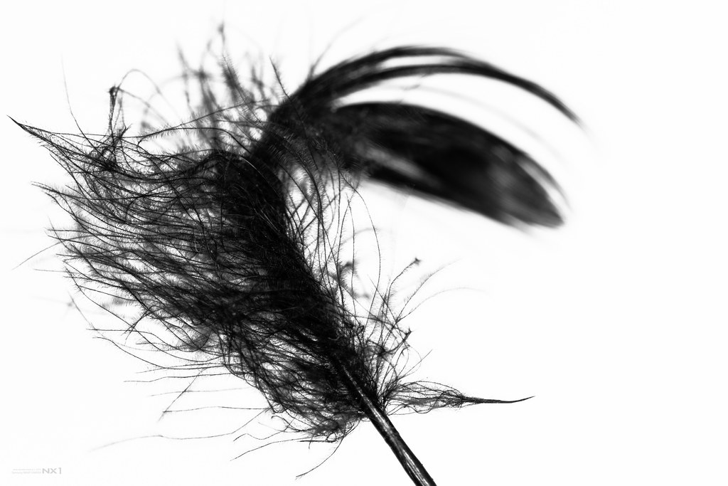plume noire