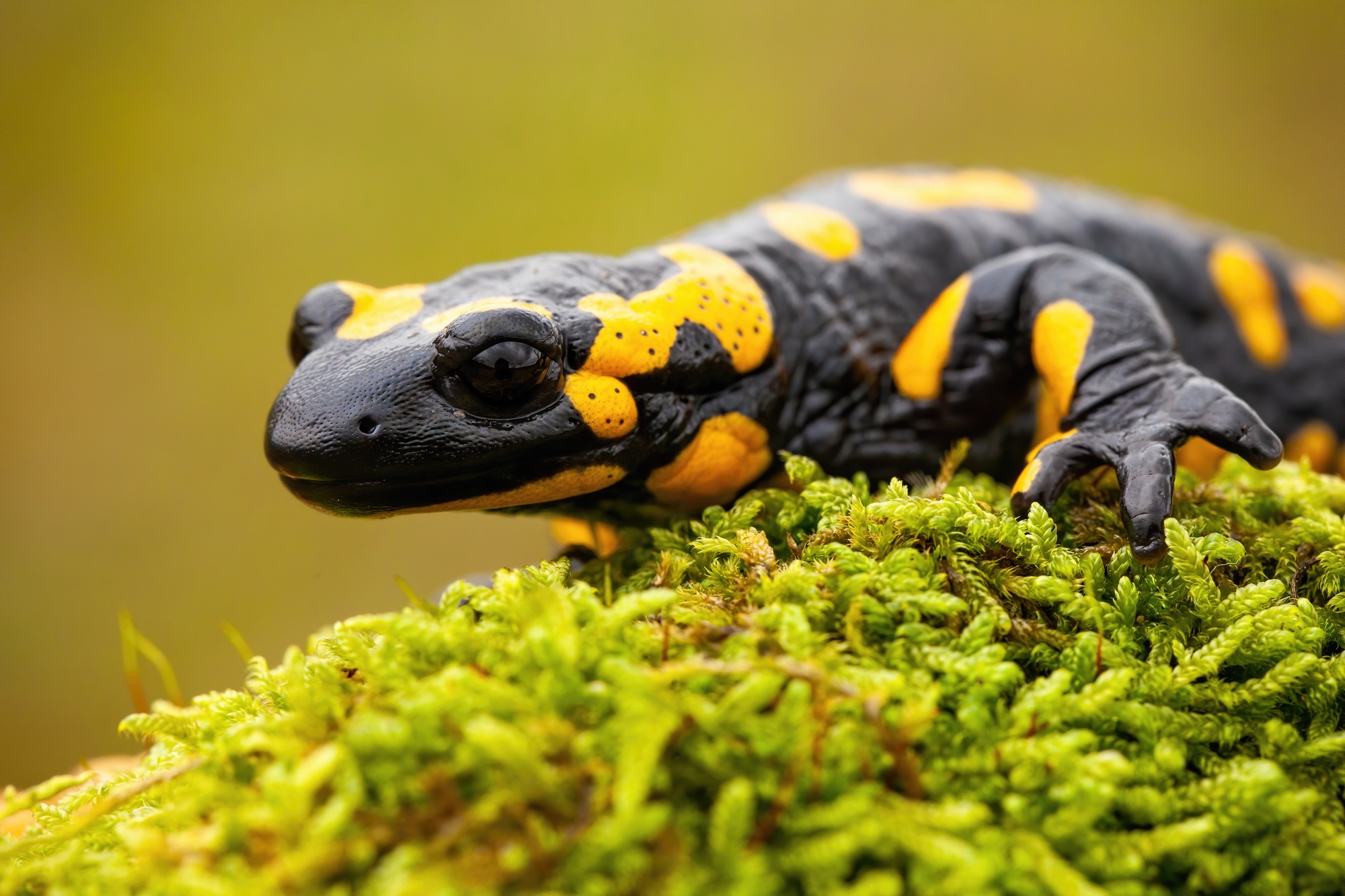 Close-up of a fire salamander crawling on a mossy tree trunk
