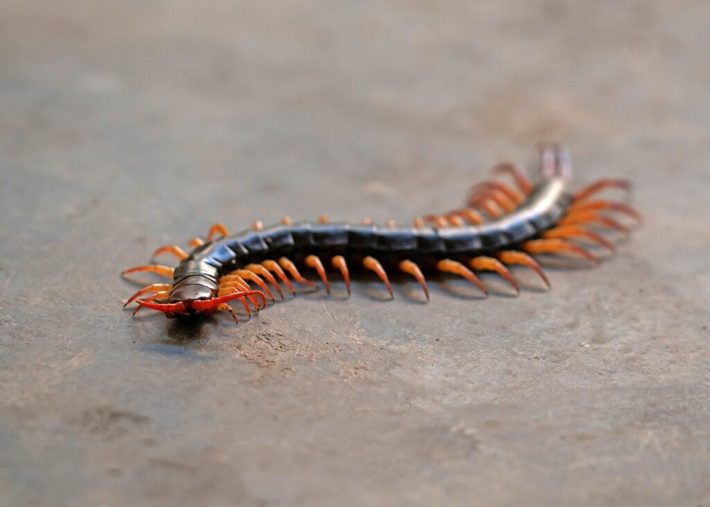 giant centipede on cement floor