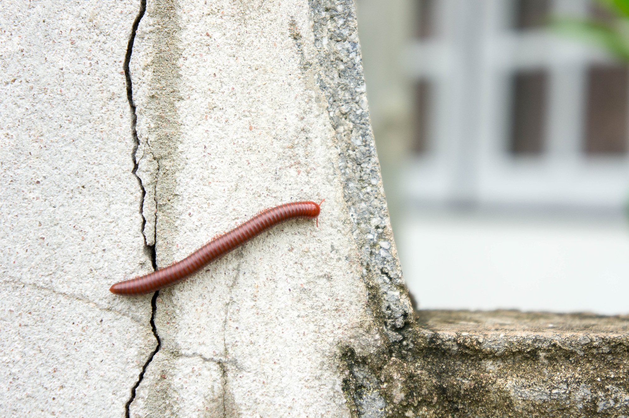 Millipede on the wall of the house in the rain.