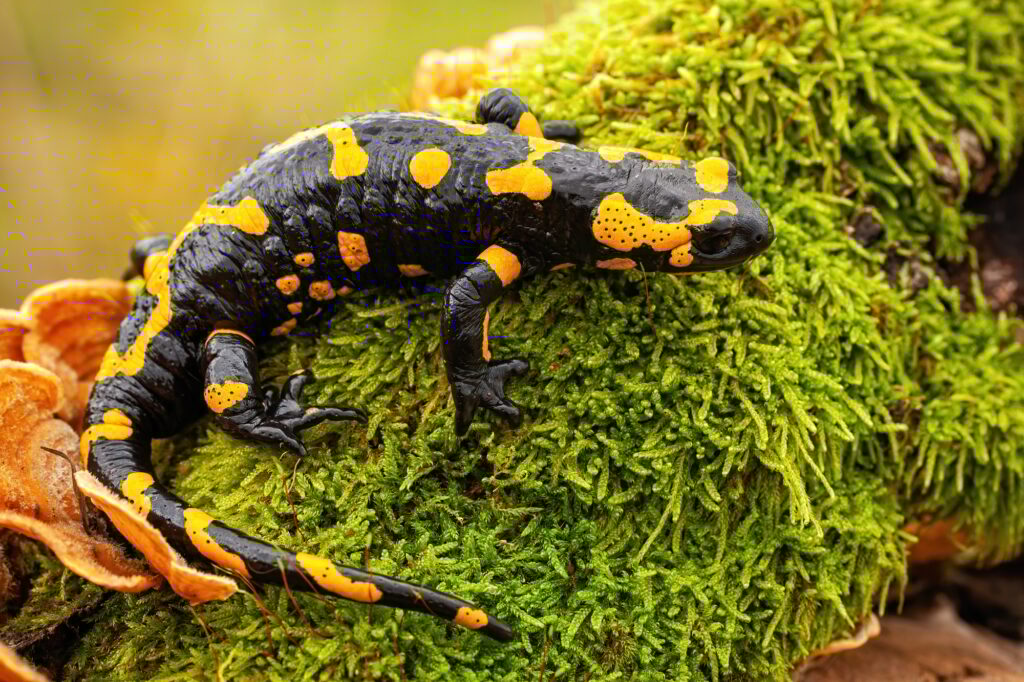 Top view of a whole fire salamander on moss and fungus
